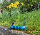 SFX And Daffodils