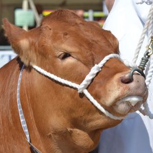 Cattle Showing