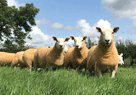 Sheep Showing