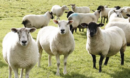 Sheep Showing