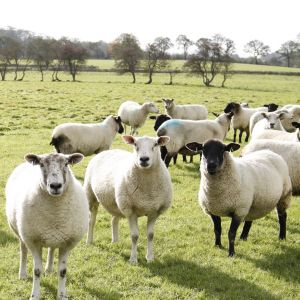 Sheep Showing