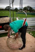 Longhorn Back Eze Shearing