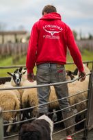 Red Original Hoodie - Lifestyle