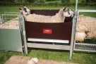 Shearing Race - Large