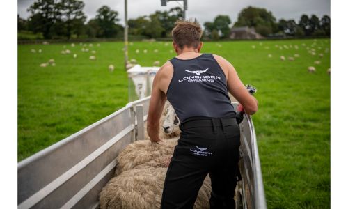Longhorn Shearing Jeans